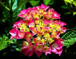 Glowing Embers Hydrangea