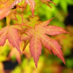 Golden Bark Japanese Maple -The Tree Center Store golden bark japanese maple 3 600x600 1