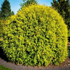 Golden Globe Arborvitae -The Tree Center Store golden globe thuja 3 jpg webp