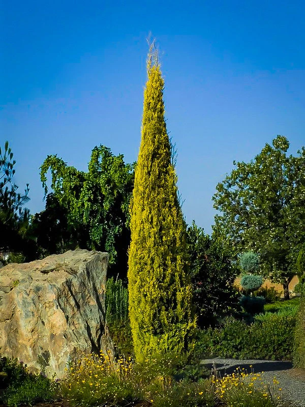 Golden Italian Cypress 2 Golden Italian Cypress - Image 2