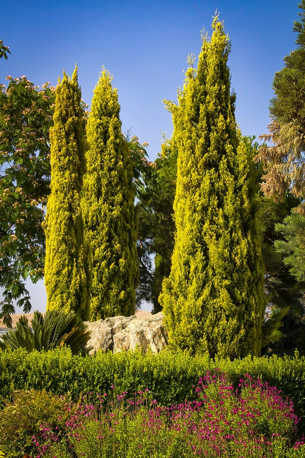 Golden Italian Cypress 3 Golden Italian Cypress - Image 3