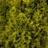 Golden Italian Cypress