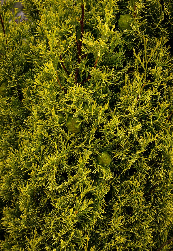 Golden Italian Cypress 1 Golden Italian Cypress