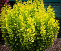 Golden Rocket Barberry -The Tree Center Store golden rocket barberry 2 600x502 1