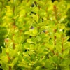 Golden Rocket Barberry