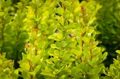 Golden Rocket Barberry