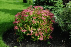 Goldflame Spirea