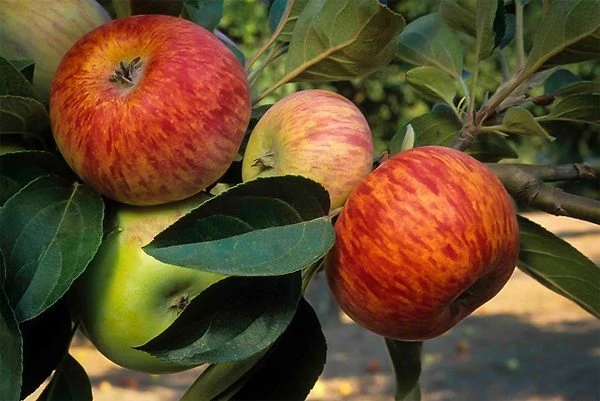 Gravenstein Apple Tree 2 Gravenstein Apple Tree - Image 2