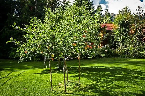 Gravenstein Apple Tree 1 Gravenstein Apple Tree