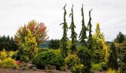 Green Arrow Alaskan Cedar 5 Green Arrow Alaskan Cedar -The Tree Center Store green arrow false cypress 2 600x349 1