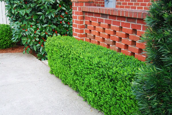 Green Beauty Boxwood 1 Green Beauty Boxwood