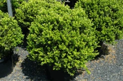 Green Beauty Boxwood 5 Green Beauty Boxwood -The Tree Center Store green beauty boxwood 2 600x399 1