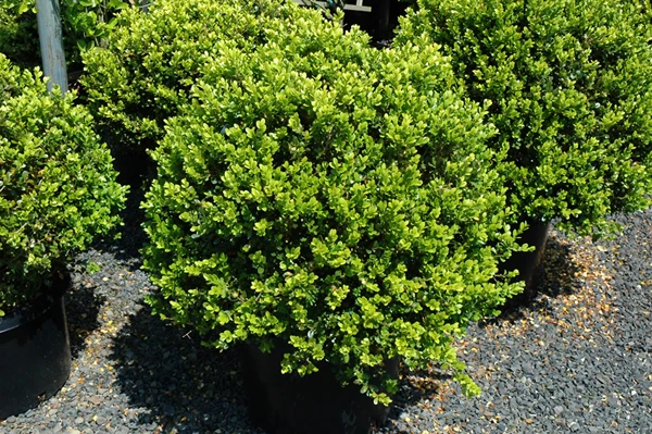 Green Beauty Boxwood 3 Green Beauty Boxwood - Image 3