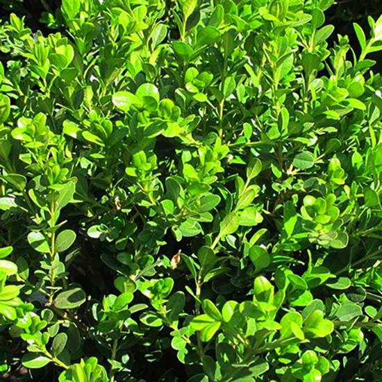 Green Beauty Boxwood 2 Green Beauty Boxwood - Image 2