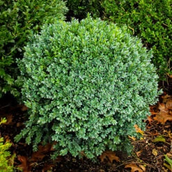 Green Ice Boxwood -The Tree Center Store green ice boxwood 1 600x600 1