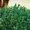 Green Ice Boxwood