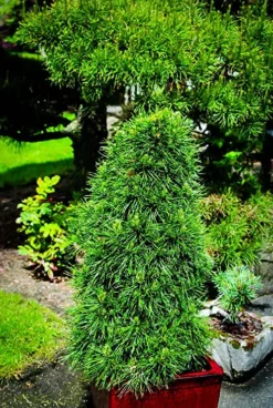Green Penguin Scots Pine -The Tree Center Store green penguin scotch pine 4 jpg webp