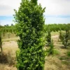 Green Pillar Boxwood
