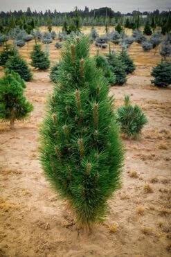 Green Tower Austrian Pine -The Tree Center Store green tower austrian pine 1 600x901 1