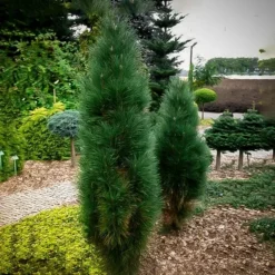 Green Tower Austrian Pine