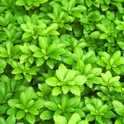 Green Sheen Pachysandra