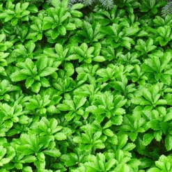 Green Sheen Pachysandra -The Tree Center Store green sheen pachysandra 3 copy jpg webp
