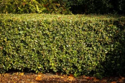 Gulftide Osmanthus -The Tree Center Store gulftide osmanthus 1 600x400 1