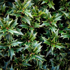 Gulftide Osmanthus -The Tree Center Store gulftide osmanthus 2 600x602 1