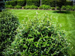 The Tree Center Store 14 The Tree Center Store -The Tree Center Store gulftide osmanthus 4 600x450 1