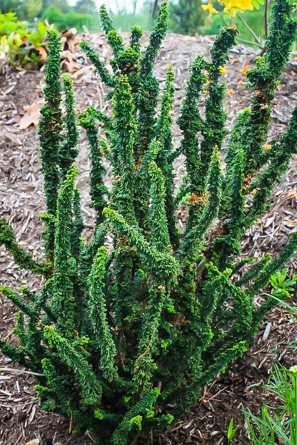 Chirimen Hinoki Cypress 2 Chirimen Hinoki Cypress - Image 2