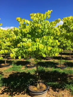 Hearts Of Gold Redbud