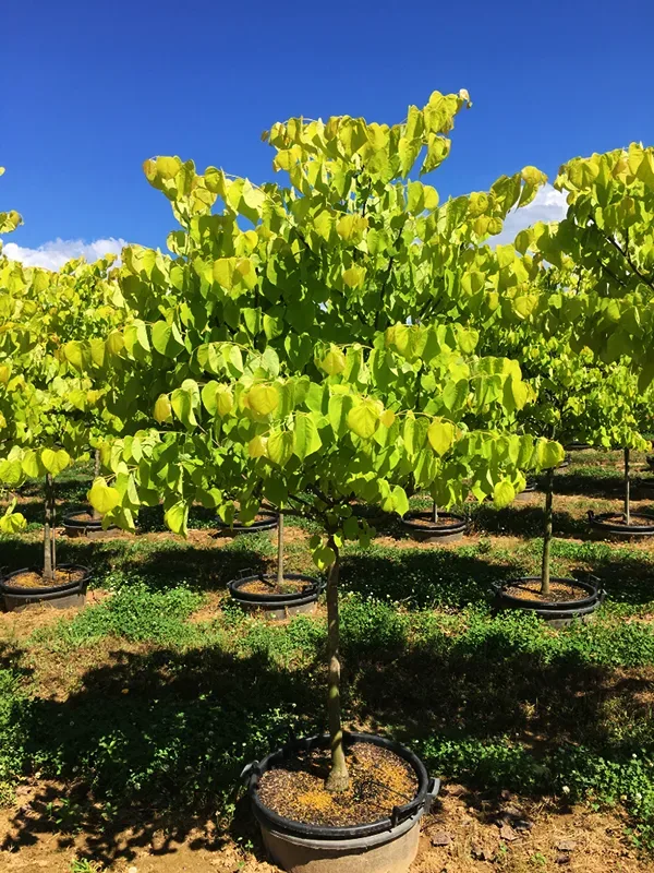 Hearts Of Gold Redbud 1 Hearts Of Gold Redbud
