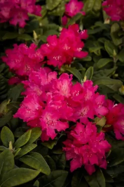 Hellikki Rhododendron