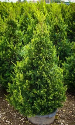 Hetzii Green Columnar Juniper