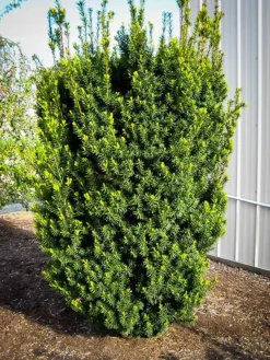 Hicks Yew -The Tree Center Store hicks yew hedge 1 jpg webp