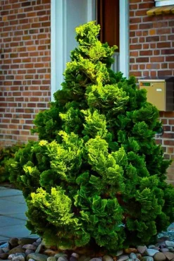 Graceful Dwarf Hinoki Cypress -The Tree Center Store hinoki cypress nana gracilis 3 jpg webp