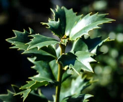 Acadiana™ Red Holly -The Tree Center Store holly acadiana 2 600x501 1