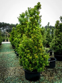 Acadianaâ„¢ Red Holly