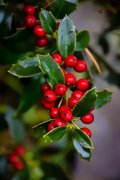 Christmas Jewel® Holly -The Tree Center Store holly christmas jewel 2 jpg webp