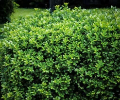Dwarf Burford Holly -The Tree Center Store holly dwarf burfordi 1 600x501 1