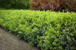 Dwarf Burford Holly