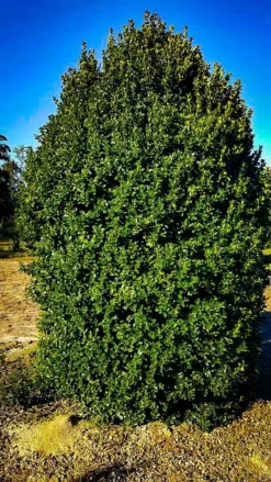 Fine Line Holly -The Tree Center Store holly fineline 2 jpg webp