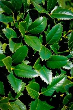 Liberty Holly -The Tree Center Store holly liberty 2 jpg webp