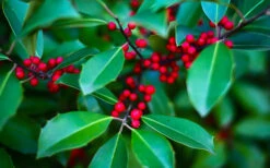 Savannah Holly -The Tree Center Store holly savannah 2 600x375 1