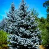 Hoopsii Blue Spruce