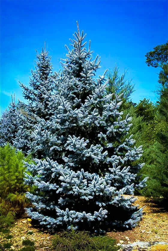 Hoopsii Blue Spruce 1 Hoopsii Blue Spruce