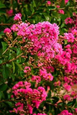 Hopi Crape Myrtle