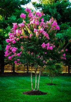 Hopi Crape Myrtle -The Tree Center Store hopi crape myrtle 3 jpg webp