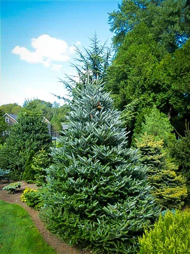 Horstmanns Silberlocke Korean Fir 2 Horstmanns Silberlocke Korean Fir - Image 2