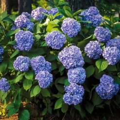 All Summer Beauty Hydrangea